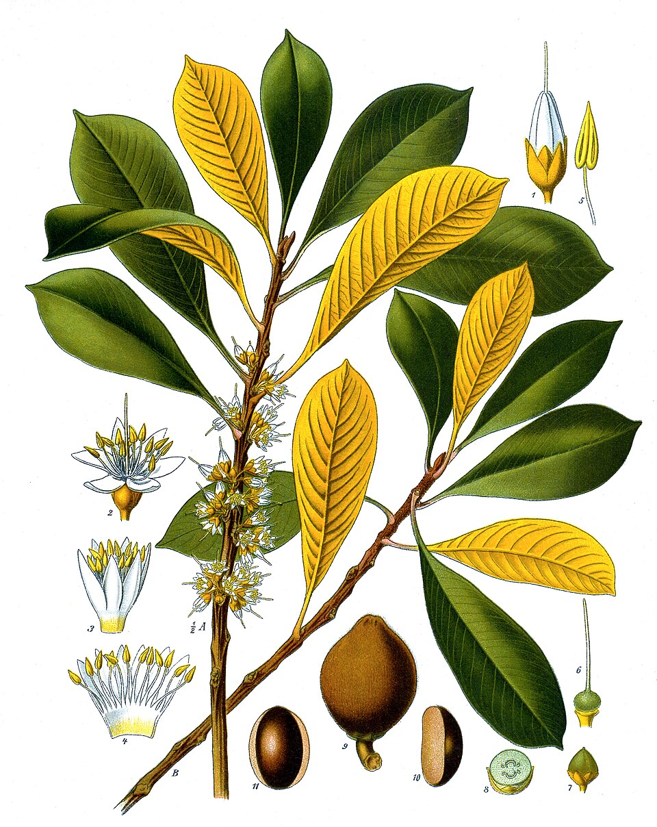 Botanical plate of a gutta-percha tree, with leaves, flowers and fruit